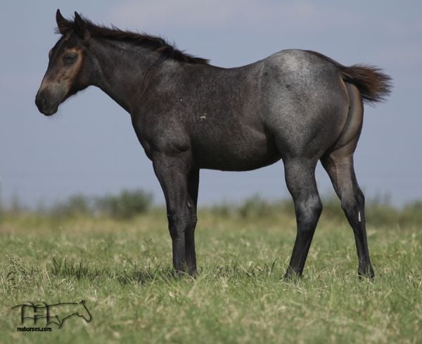 Blue Breeze's 2020 Filly